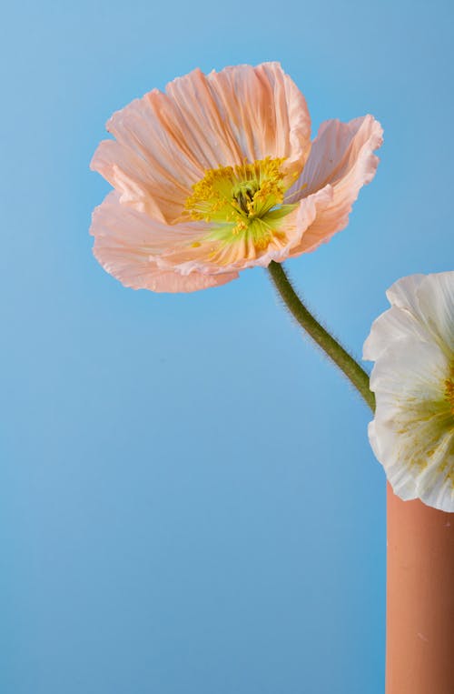 Kostenloses Stock Foto zu fower, islandmohn, klarer himmel