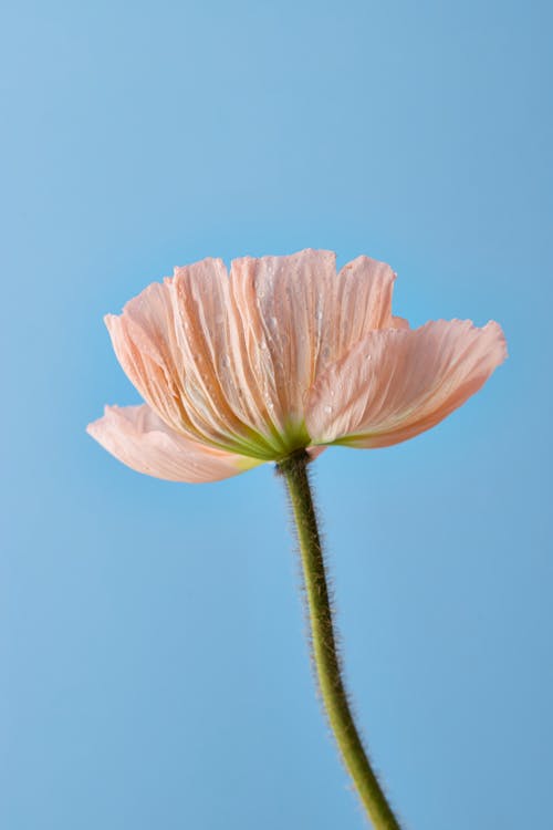 Kostenloses Stock Foto zu blauem hintergrund, blume, blütenblätter