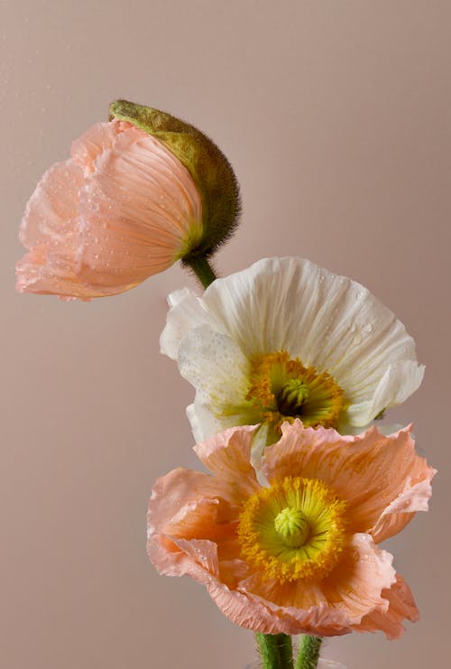 Δωρεάν στοκ φωτογραφιών με κατακόρυφη λήψη, λευκός, λουλούδια