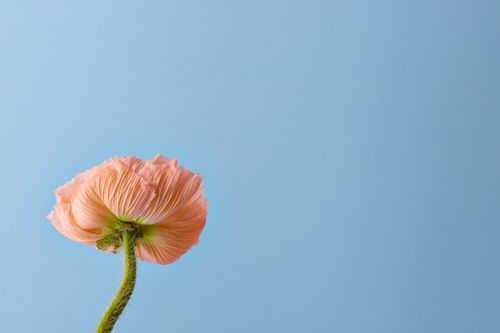 Free A vibrant orange flower with delicate petals set against a clear blue sky. Perfect for nature-themed designs. Stock Photo
