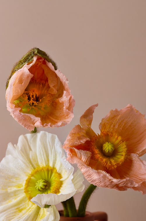 껍질, 꽃, 꽃 배경의 무료 스톡 사진