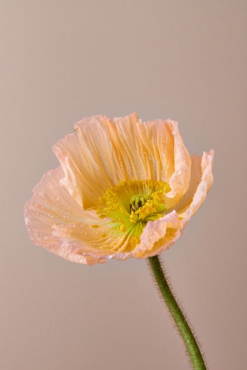 Free A fragile pink poppy blossom with dewdrops against a neutral background, showcasing nature's elegance. Stock Photo