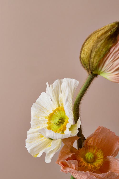 Kostenloses Stock Foto zu fower, islandmohn, nahansicht