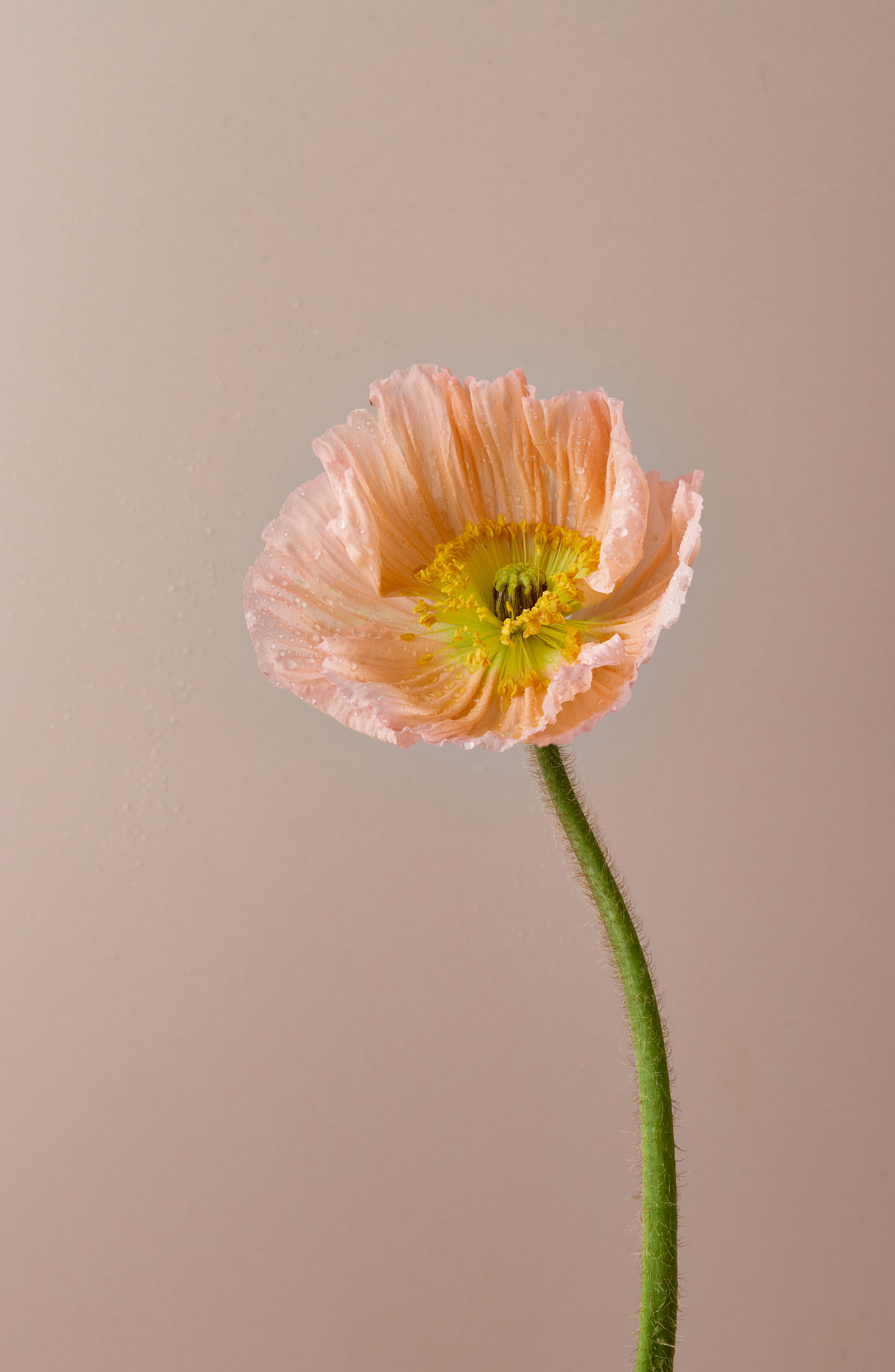 Close-up of a delicate pink Iceland poppy on a neutral background, showcasing nature's elegance.