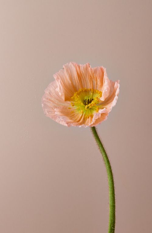Free Close-up of a delicate pink Iceland poppy on a neutral background, showcasing nature's elegance. Stock Photo