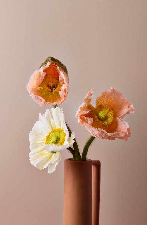 Foto profissional grátis de arranjo de flores, aumento, brilhante