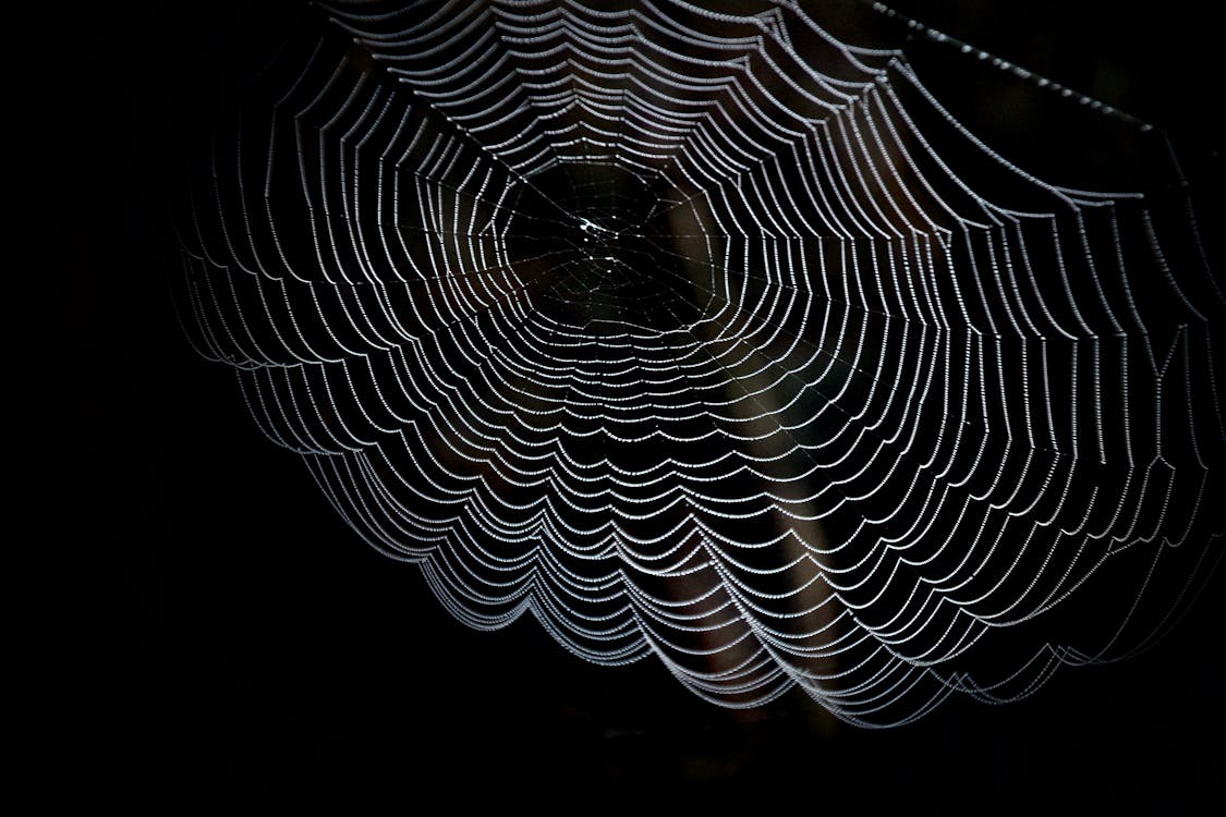 Free Closeup Photography of Spider Web Stock Photo