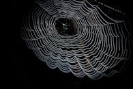 Closeup Photography of Spider Web