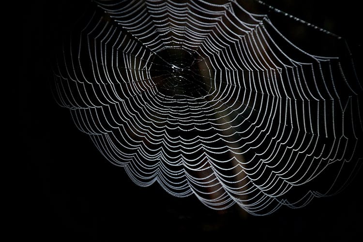 Closeup Photography Of Spider Web