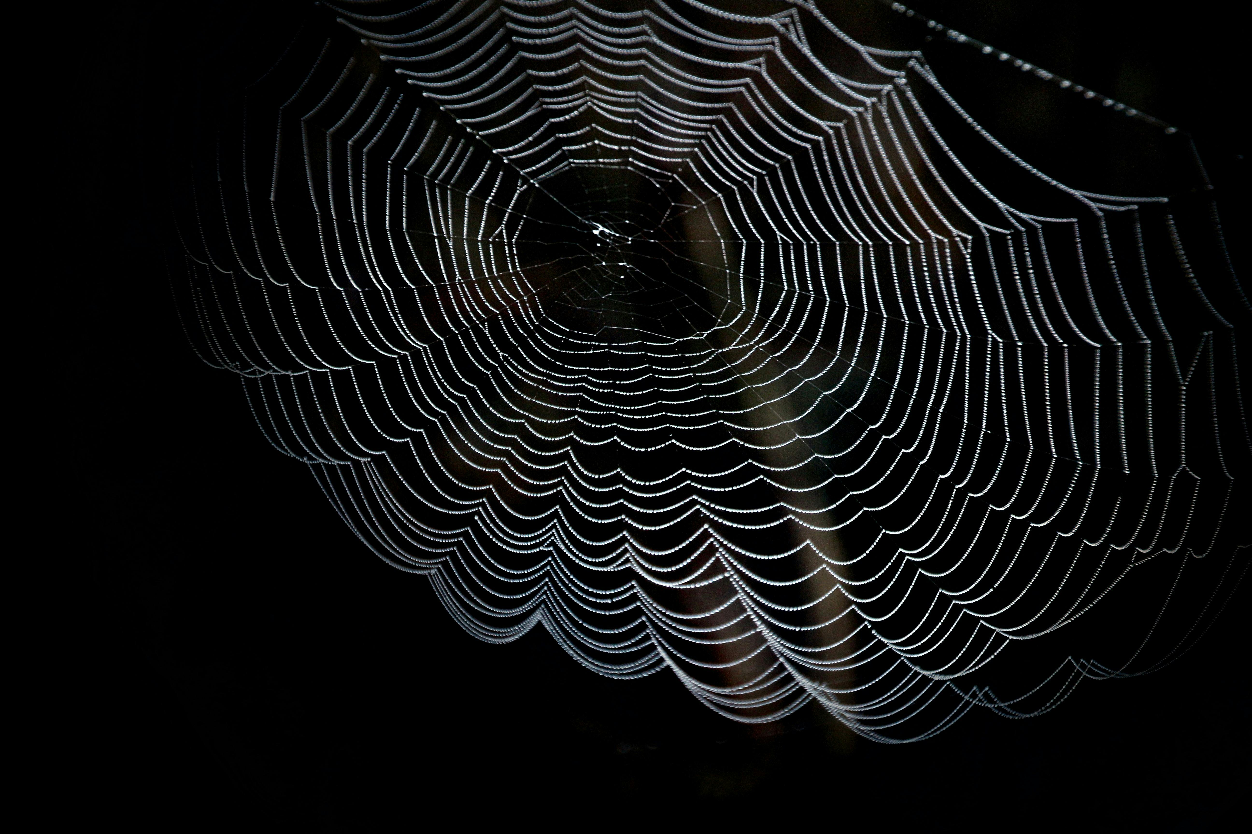 Spider Web Photos, Download The BEST Free Spider Web Stock Photos & HD  Images