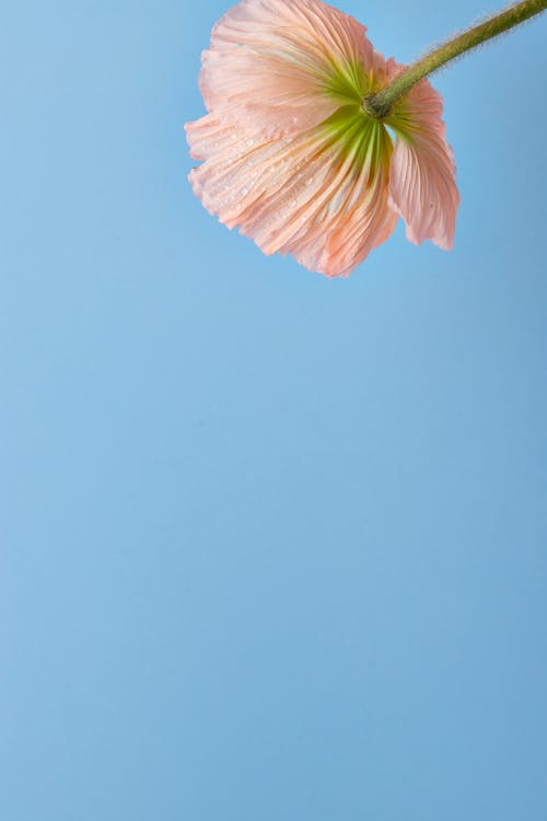 Foto profissional grátis de céu limpo, fechar-se, fower