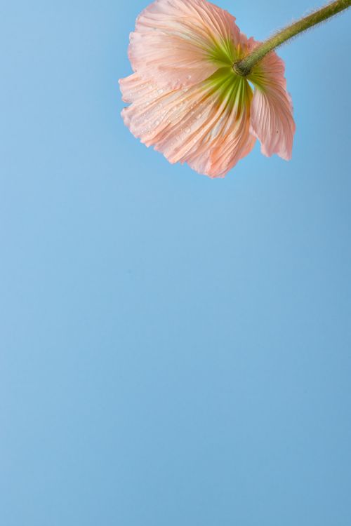 Free Close-up of a salmon pink Iceland poppy on a blue background, showcasing simplicity. Stock Photo