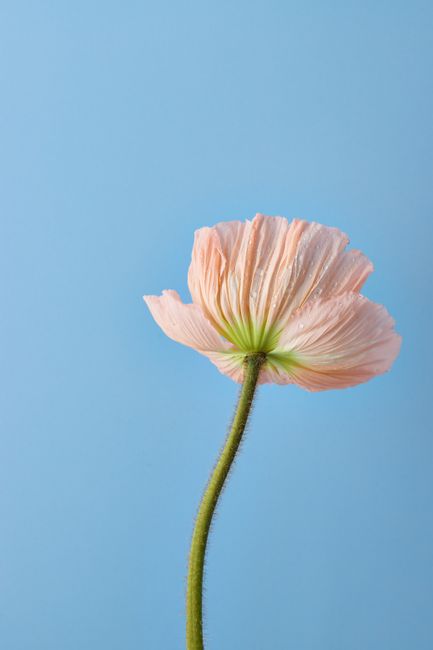 Minimalist photo of a pink Iceland poppy stem against a clear blue background, showcasing nature's beauty.