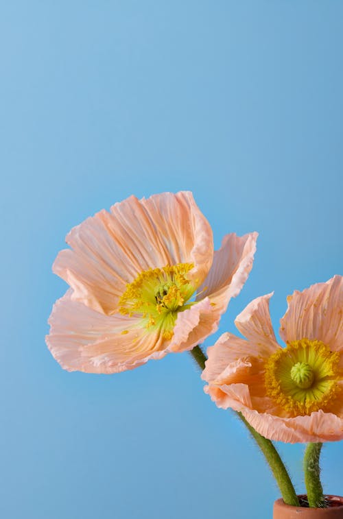 Бесплатное стоковое фото с ваза с цветами, голубое небо, дикий