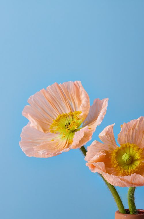 Free Close-up of orange Iceland poppies against a vivid blue sky background in Rotterdam. Stock Photo