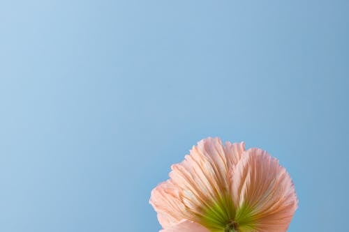 꽃잎, 로우앵글 샷, 식물의 무료 스톡 사진