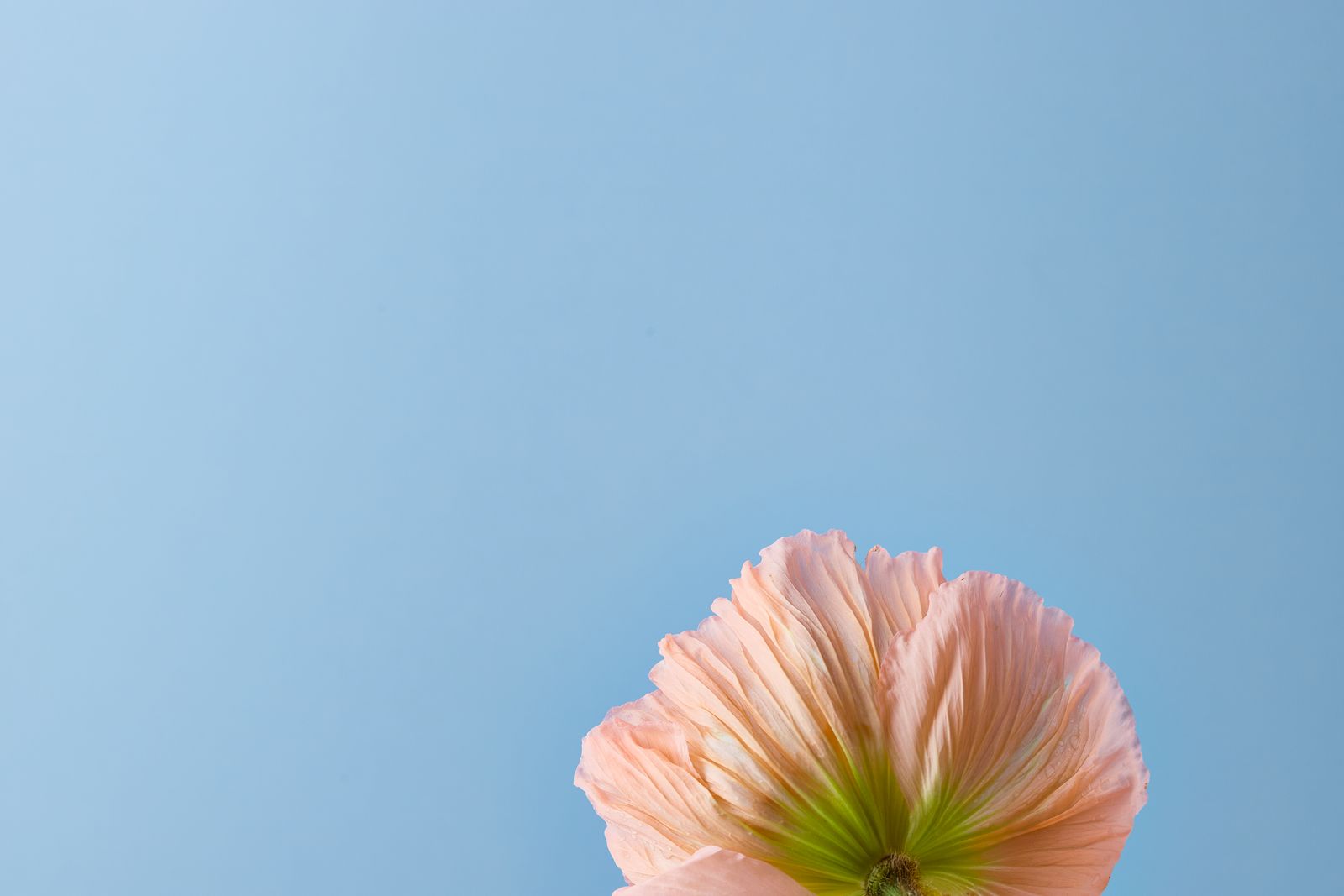 Soft peach flower against a pale blue field