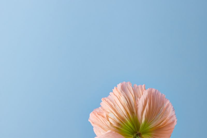 Soft peach flower against a pale blue field