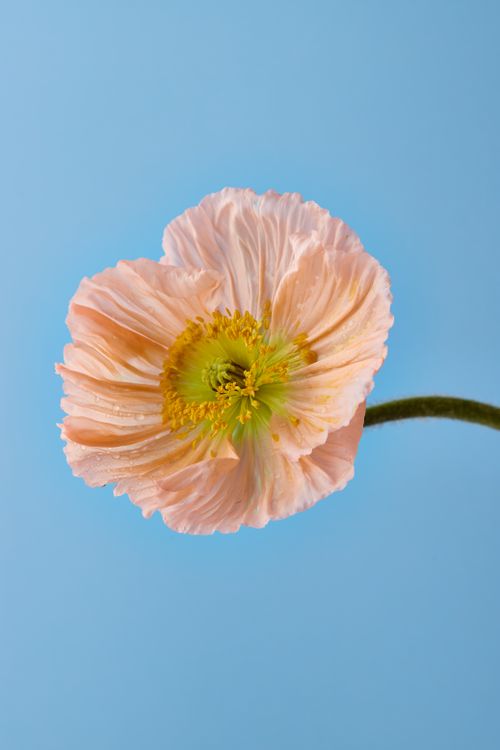 Free Beautiful Iceland poppy against a vibrant blue background captures nature's elegance. Stock Photo