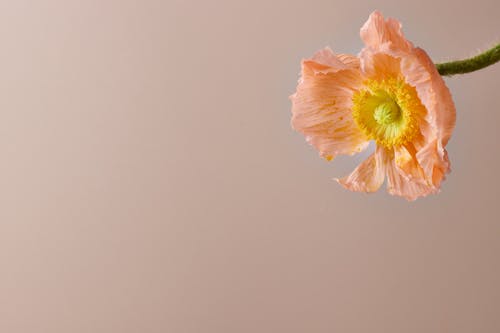 Foto profissional grátis de espaço do texto, flor, fundo cinza