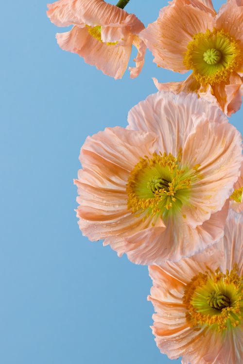 Free Close-up of pink Iceland poppies blooming against a clear blue sky. Stock Photo