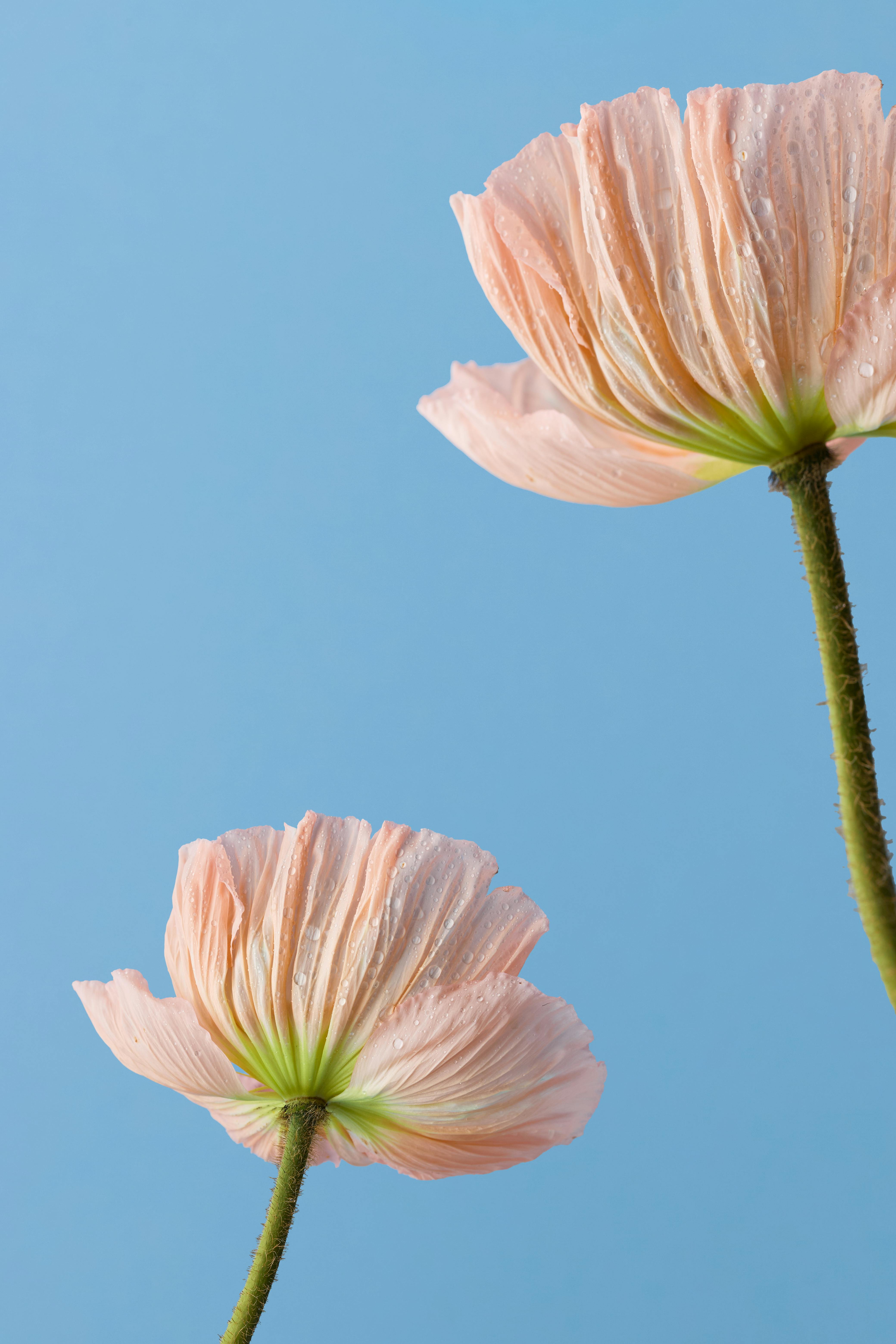 Elegant pastel pink flowers with dewdrops on stems against a serene blue background.