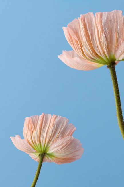 Elegant pastel pink flowers with dewdrops on stems against a serene blue background.