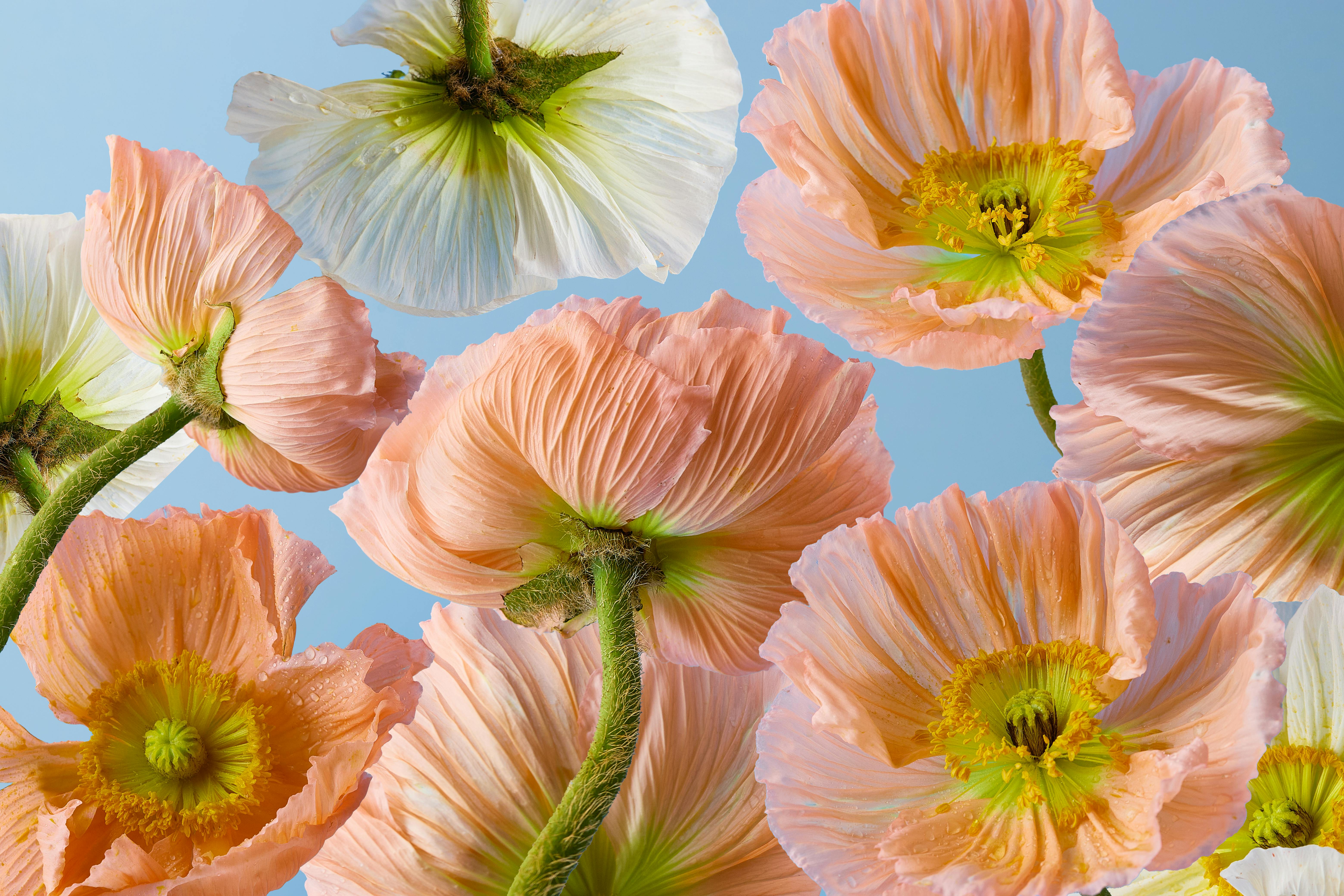 Beautiful close-up of blooming Iceland poppies with vibrant petals and clear sky background.
