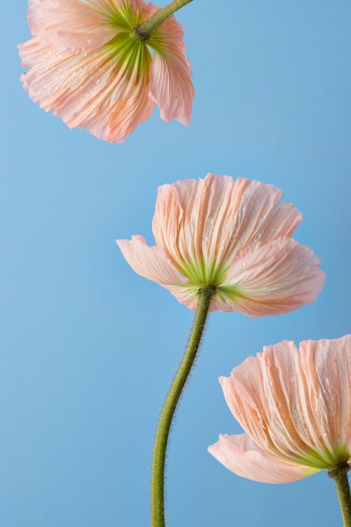 Free Elegant pink flowers with stems on a blue background showcasing natural beauty. Stock Photo