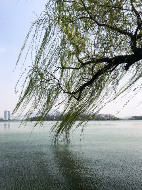 Free Serene view of a willow tree by a peaceful lake in Nanjing, China, capturing nature's tranquility. Stock Photo