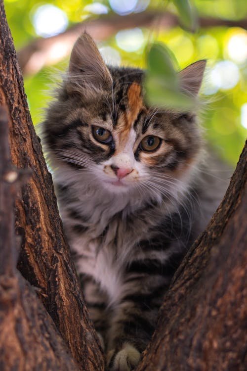 A kitten is sitting in a tree looking at the camera