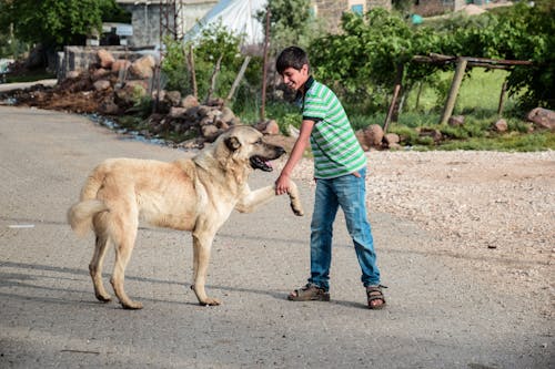 Imagine de stoc gratuită din animal, câine, distracție