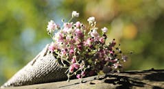 阳光下，童星手持美丽的花束，绿叶背景模糊