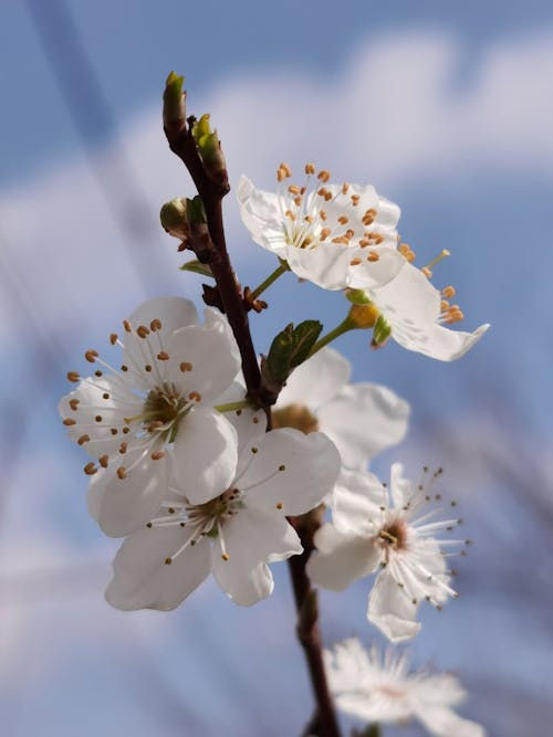 A close up of a white flower on a branch