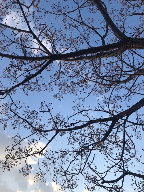Free Low angle view of bare branches against a blue sky with sparse clouds. Stock Photo