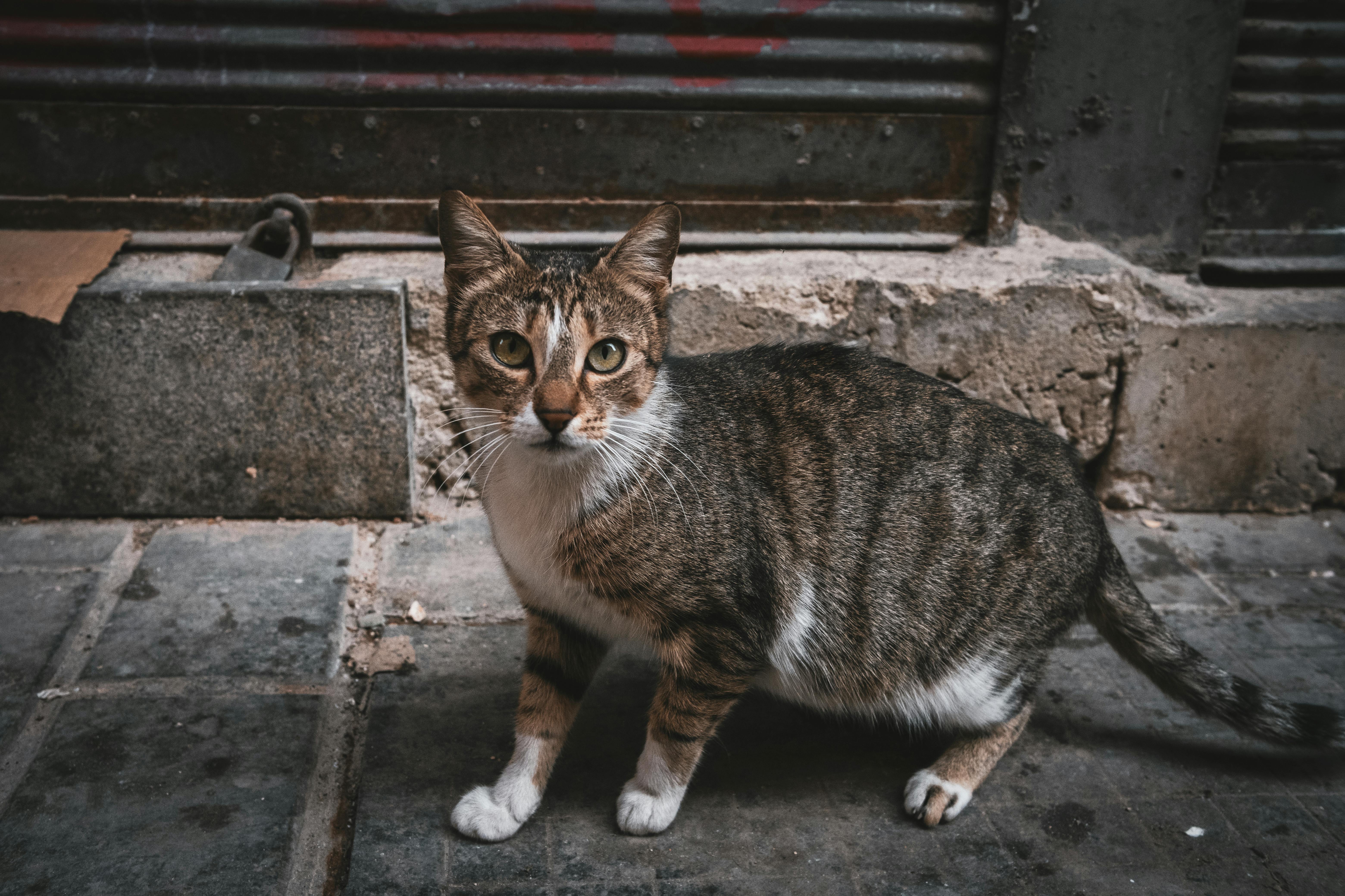 Exploring Quirky Neighborhoods and What Makes a Neighborhood Quirky