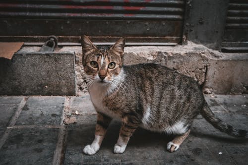 Gratis stockfoto met dierenfotografie, gestreepte kat, huisdier