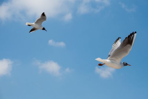 Free Black-headed gulls flying in the clear blue sky over Istanbul, Türkiye. Stock Photo