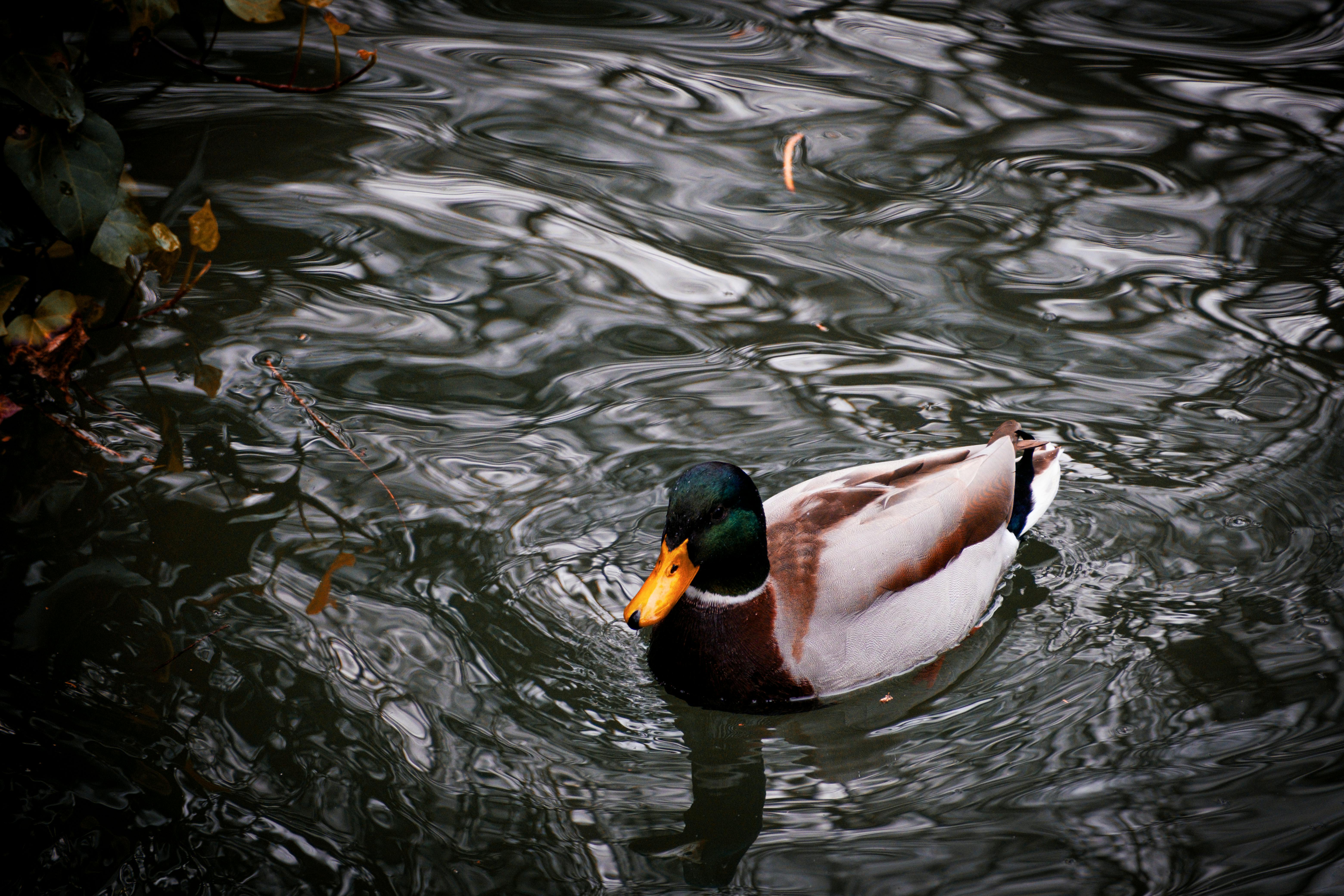 sweet ducks swimming in the lake