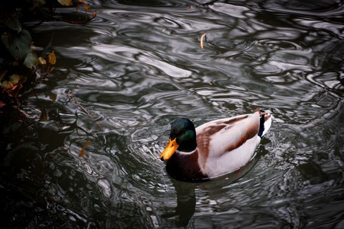 Free A vibrant mallard duck gracefully swims in a gentle, rippling pond. Stock Photo