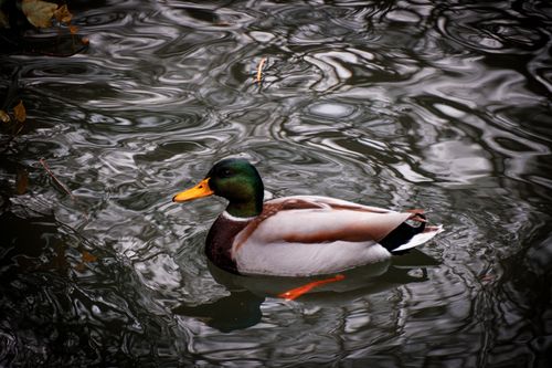 Free Close-up of a mallard duck swimming in a tranquil pond in İstanbul, Türkiye. Stock Photo