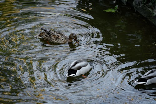 Gratis stockfoto met @buitenshuis, anas platyrhynchos, beest