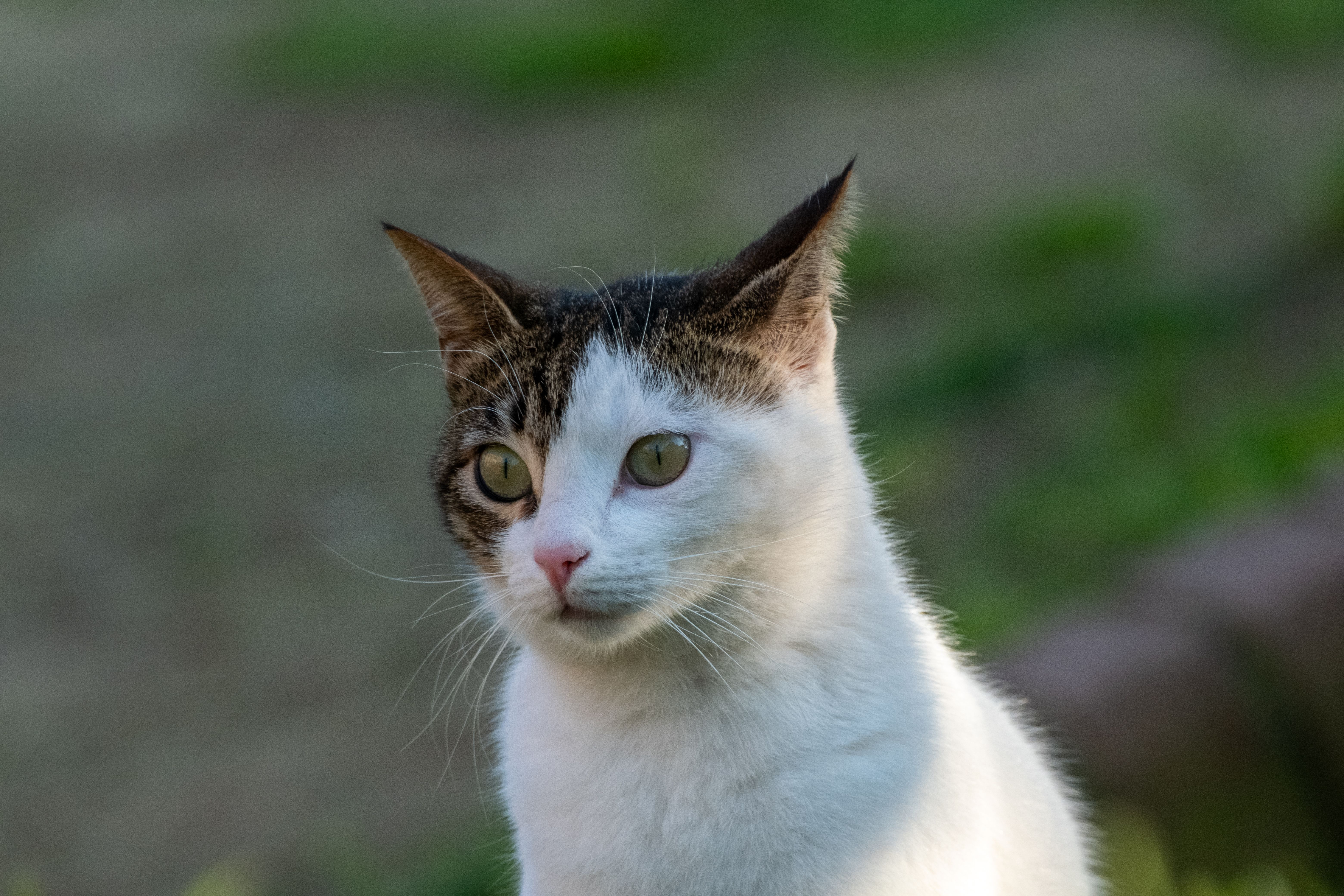 Katze schaut aufmerksam