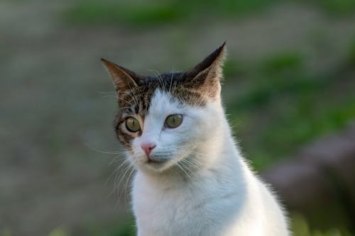 Gratis stockfoto met dierenfotografie, gestreepte kat, hoofd