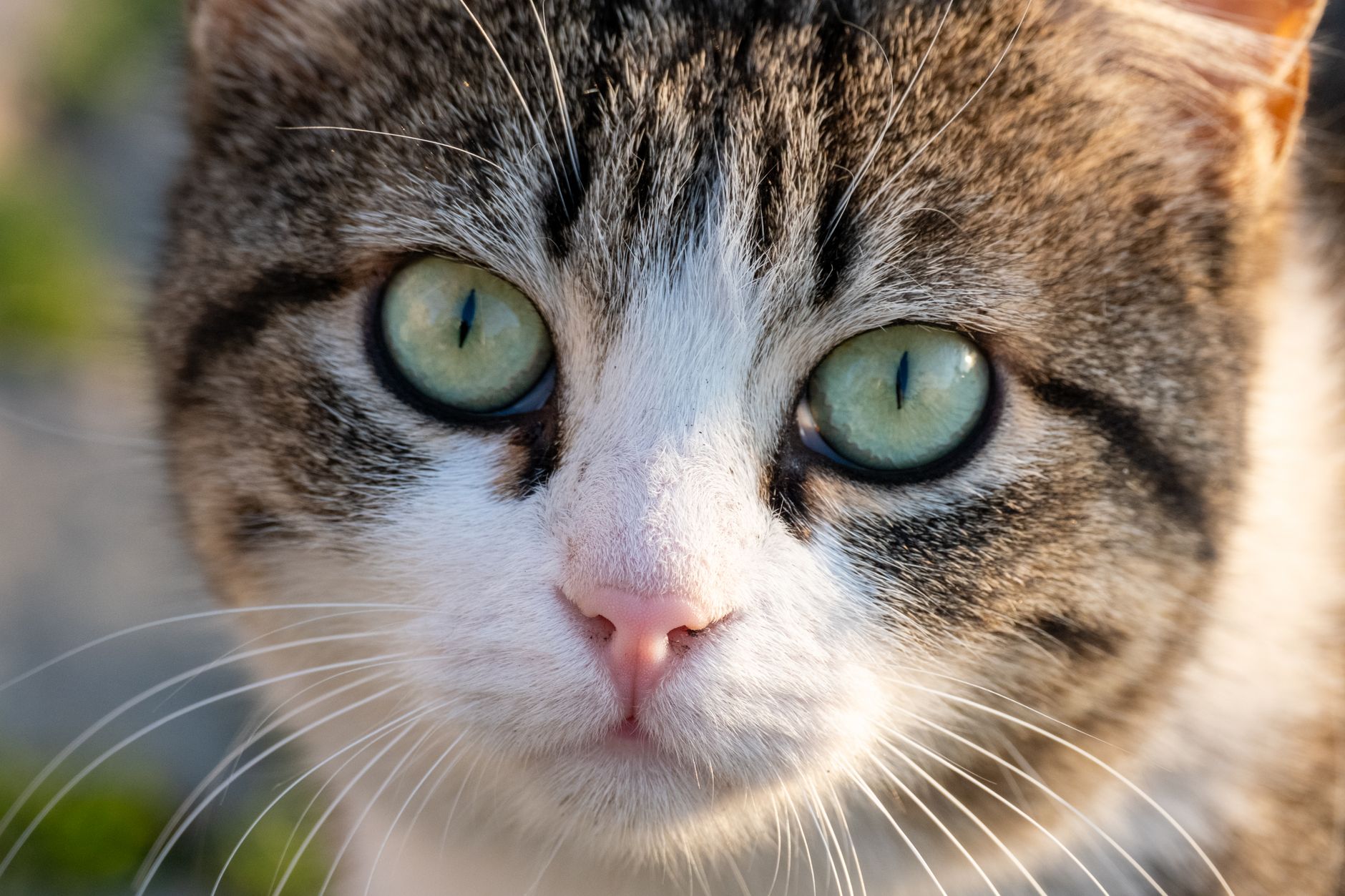 Veterinarian examining a cat during a checkup