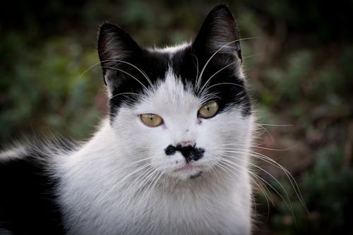 Portrait of Black and White Cat