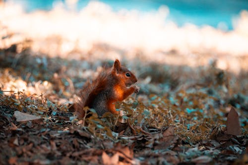 Gratis stockfoto met aarde, bladeren, dierenfotografie