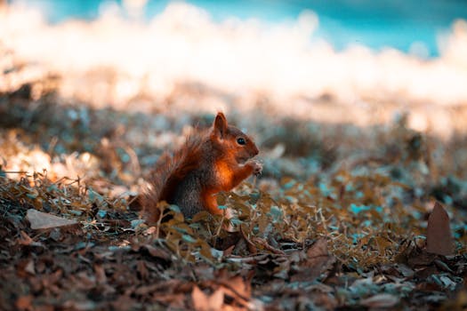 A squirrel foraging amidst autumn foliage in an Istanbul park, showcasing nature's beauty.