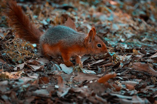 Gratis stockfoto met @buitenshuis, aanbiddelijk, beest