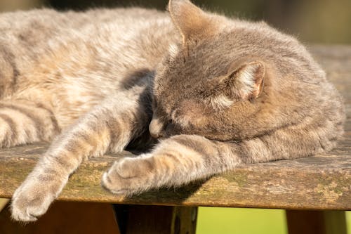 Gratis stockfoto met aan het liegen, detailopname, dierenfotografie